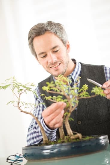 Come Gestire Il Bonsai 1 I segreti per gestire il bonsai con successo