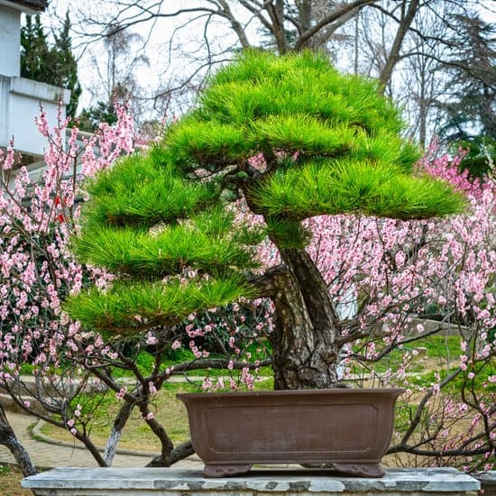 Scopri come e quando potare un olivo bonsai per mantenerlo sano e in forma