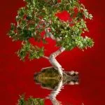 Guarda il video su come potare un bonsai ginseng per imparare le migliori tecniche