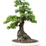Guida pratica su come piantare bonsai in vaso