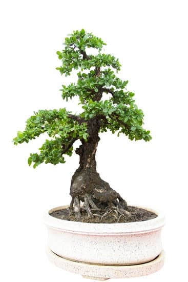 Come Piantare Bonsai 1 Guida pratica su come piantare bonsai in vaso