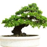 Come Avere Foglie Piccole Ficus Bonsai Trucchi per ottenere foglie piccole su un bonsai ficus