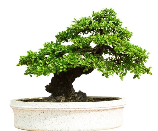 Come Avere Foglie Piccole Ficus Bonsai 1 Trucchi per ottenere foglie piccole su un bonsai ficus