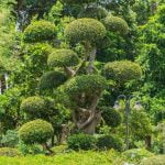 Come Curare in Inverno Il Bonsai Ginseng Utilizza substrato adatto e copri il bonsai con materiale isolante per proteggerlo dal freddo invernale