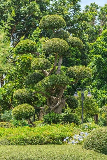 Come Curare in Inverno Il Bonsai Ginseng 1 Utilizza substrato adatto e copri il bonsai con materiale isolante per proteggerlo dal freddo invernale