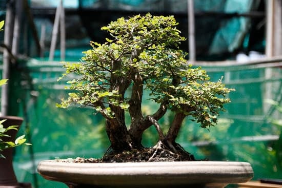 cosa usare per potature bonsai