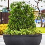 Quando legare i bonsai per favorirne la crescita e la forma desiderata