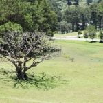 Quando Seminare Semi Di Bonsai Scopri quando seminare semi di bonsai per garantire una crescita sana e vigorosa