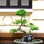 Come Potare Un Bonsai Carmona Guida dettagliata su come potare un bonsai Carmona per mantenerlo sano e vigoroso
