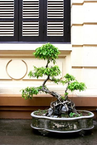 Guida dettagliata su come potare un bonsai Carmona per mantenerlo sano e vigoroso
