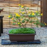 Dove Comprare Bonsai a Roma Scopri dove comprare bonsai a Roma per arricchire la tua collezione verde