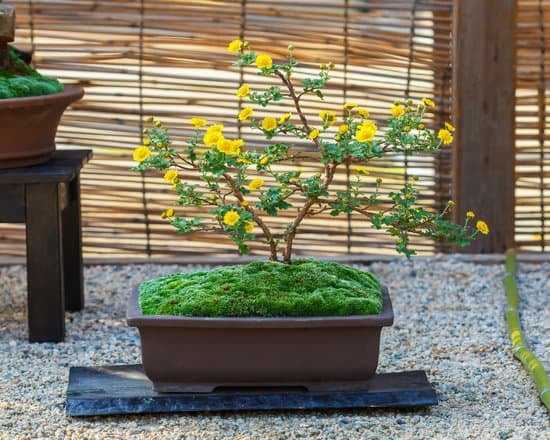Scopri dove comprare bonsai a Roma per arricchire la tua collezione verde