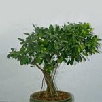 Guida dettagliata su come fare un bonsai di acero Giapponese