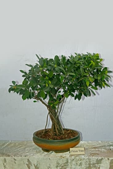 Come Mantenere Un Bonsai Ginseng 1 Scopri i segreti per mantenere un bonsai Ginseng sano e rigoglioso con i nostri consigli esperti