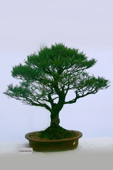 Scopri come coltivare un bonsai di marijuana in modo semplice e naturale