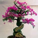 Quante Volte Va Innaffiato Il Bonsai Scopri quanto spesso va innaffiato il bonsai per mantenerlo sano e rigoglioso
