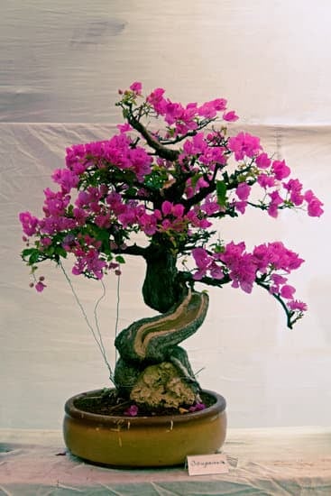 Quante Volte Va Innaffiato Il Bonsai 1 Scopri quanto spesso va innaffiato il bonsai per mantenerlo sano e rigoglioso