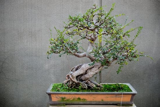 Quanto Costa Bonsai Ginseng 1 Scopri quanto costa un bonsai ginseng e crea l'ambiente ideale per la sua crescita