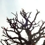 Scopri come prendersi cura del bonsai con questi semplici consigli