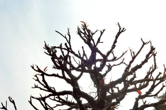 Come Prendersi Cura Del Bonsai 1 Scopri come prendersi cura del bonsai con questi semplici consigli