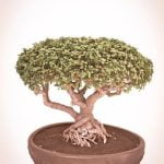 Come Innaffiare Bonsai Ulivo Scopri i segreti per come innaffiare bonsai ulivo con cura e attenzione