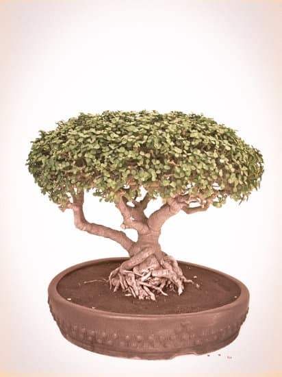 Come Innaffiare Bonsai Ulivo 1 Scopri i segreti per come innaffiare bonsai ulivo con cura e attenzione