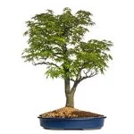 Quante Foglie Ci Sono in Un Bonsai Scopri quantità foglie in un bonsai
