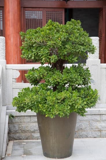 Come Concimo Bonsai 1 guida pratica per la cura ottimale del tuo albero