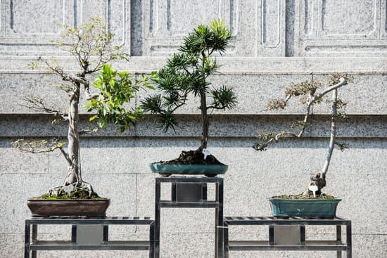 Come Fare Un Bonsai Da Albero Grande 1 Guida pratica su come fare un bonsai da albero grande con semplici passaggi