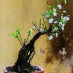 esperti locali, corsi e negozi specializzati