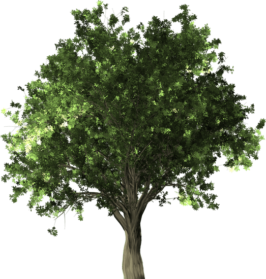 Scopri quanto costano i bonsai di ginseng e risparmia con le nostre offerte speciali