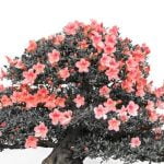 Quanta Acqua Ha Bisogno Il Bonsai guida completa