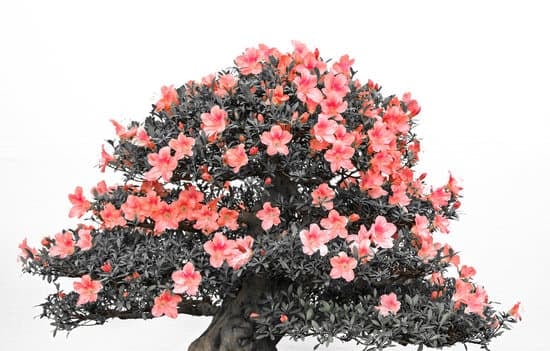 Quanta Acqua Ha Bisogno Il Bonsai 1 guida completa