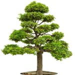 Come Iniziare Un Bonsai Pons Guide dettagliate su COME INIZIARE UN BONSAI PONS.