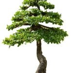 Dove Tenere Un Bonsai Ulivo in Inverno consigli sui luoghi adatti per la sua posizione invernale