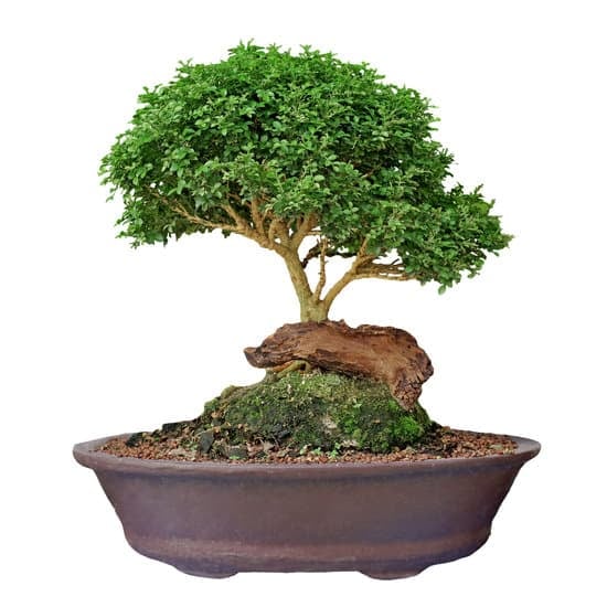 Come Tagliare Radici Bonsai 1 Come tagliare radici bonsai per la salute della pianta