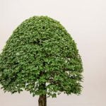 Come Potare Bonsai Di Carmona consigli per la manutenzione