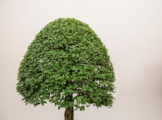 Come Seminare Bonsai 1 consigli, tecniche e cura del suolo