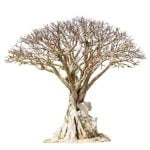 Come Fare Bonsai Di Olmo Da Seme Guida dettagliata su come fare bonsai di olmo da seme