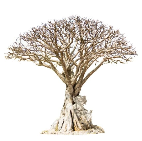 Come Fare Bonsai Di Olmo Da Seme 1 Guida dettagliata su come fare bonsai di olmo da seme