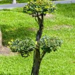Aggiungi concime liquido specifico per bonsai nell'acqua per favorirne la crescita