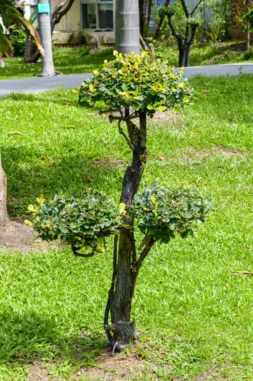 Cosa Mettere Nell'Acqua Per Bonsai 1 Aggiungi concime liquido specifico per bonsai nell'acqua per favorirne la crescita