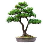 Quante Foglie Ha Il Bonsai Di Antonella Clerici Scopri quantità foglie sul bonsai di Antonella Clerici