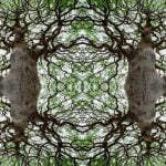 Cosa Significa Il Termine Bonsai Scopri il significato del termine bonsai e le sue origini millenarie