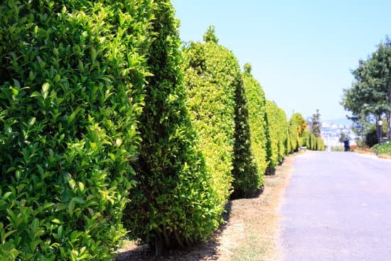 conteggia le foglie e stupisciti