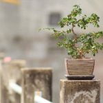 Quante Volte Acqua Bonsai Scopri quanti benefici l'acqua bonsai porta alle tue piante, leggi di più