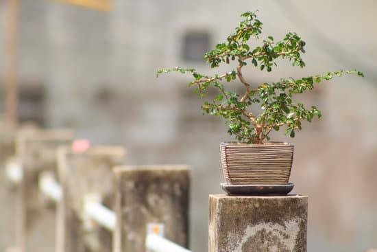 Scopri quanti benefici l'acqua bonsai porta alle tue piante, leggi di più