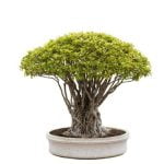 Come Trattare Bonsai Ginseng Scopri come trattare il bonsai ginseng con cura e attenzione per la bellezza duratura