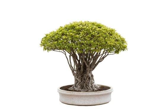 Scopri come trattare il bonsai ginseng con cura e attenzione per la bellezza duratura