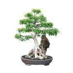 Come Curare Bonsai Ligustrum potatura, concimazione e cure col tempo